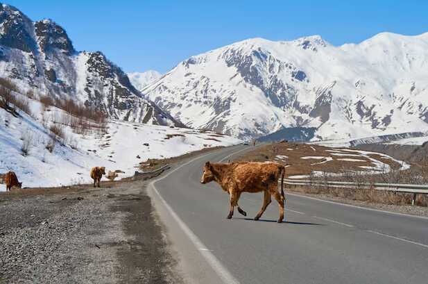 На Урале коровы слизали соль с дороги, увеличив риск аварий